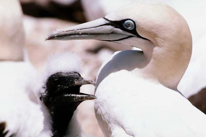 Cape Gannets - aay50083.jpg [1/1]; DISPLAY FULL IMAGE.