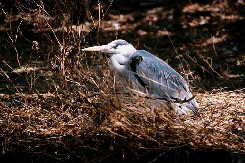 Identification needed for this heron - aay50084.jpg (1/1) = great blue heron (Ardea herodias); DISPLAY FULL IMAGE.