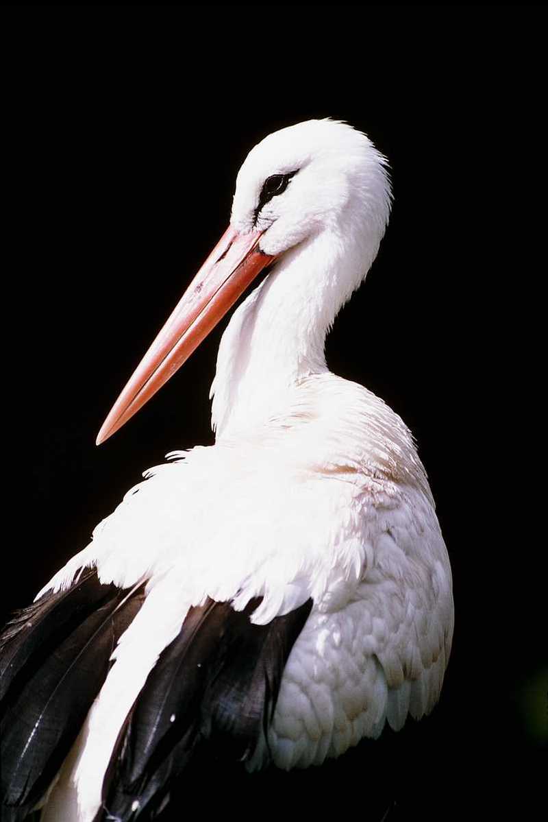 European White Stork; DISPLAY FULL IMAGE.