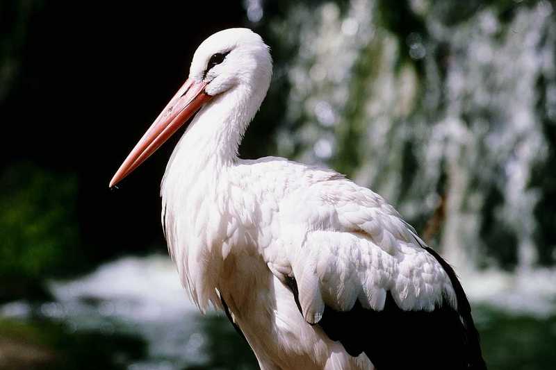 European White Stork; DISPLAY FULL IMAGE.