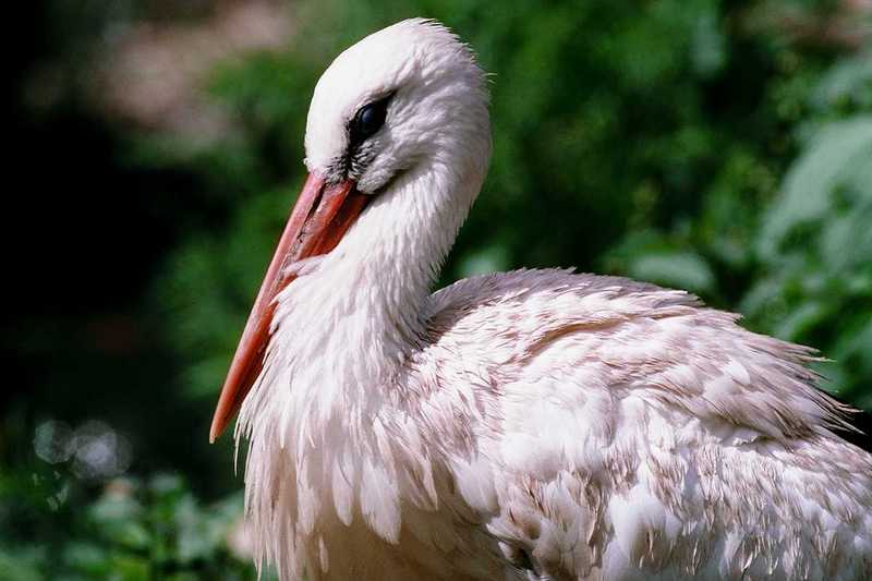 European White Stork; DISPLAY FULL IMAGE.