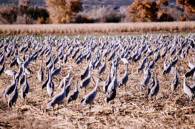 Identification needed - aay50091.jpg -- Sandhill Cranes; DISPLAY FULL IMAGE.