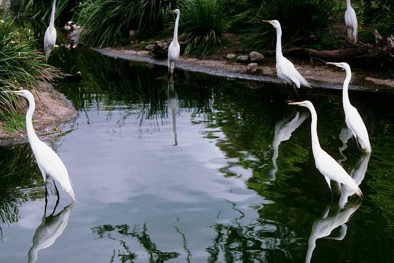 Identification needed - Large Herons? - aay50094.jpg (1/1); DISPLAY FULL IMAGE.