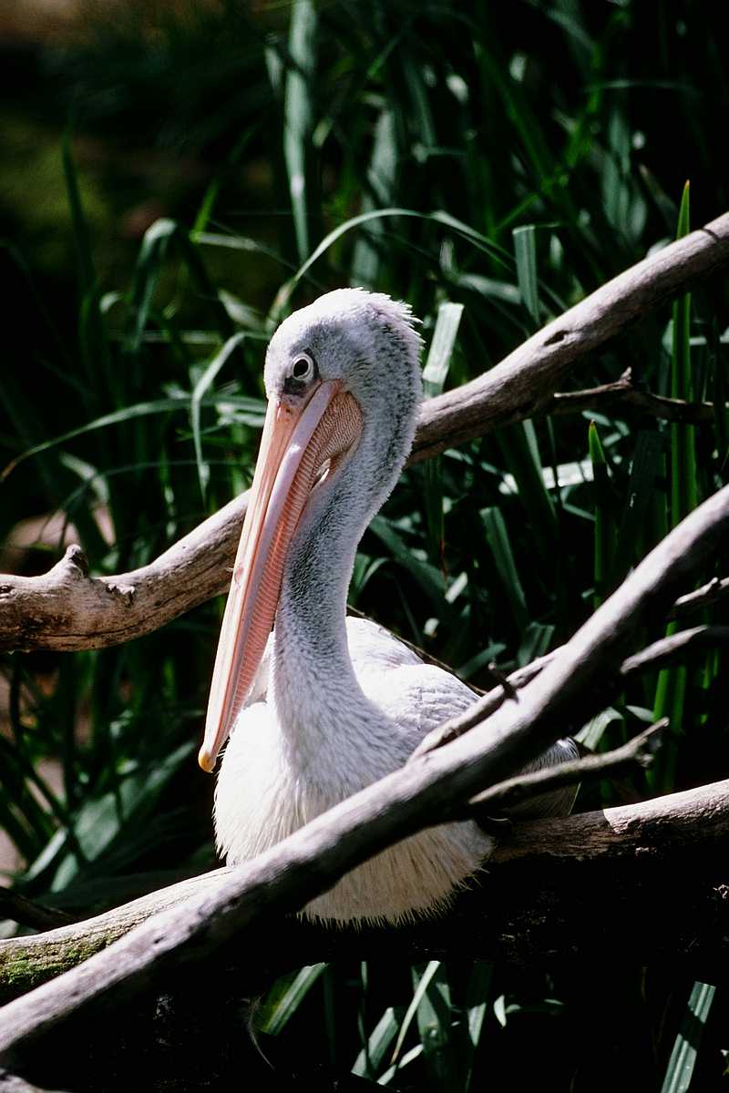 White Pelican - aay50096.jpg (1/1); DISPLAY FULL IMAGE.