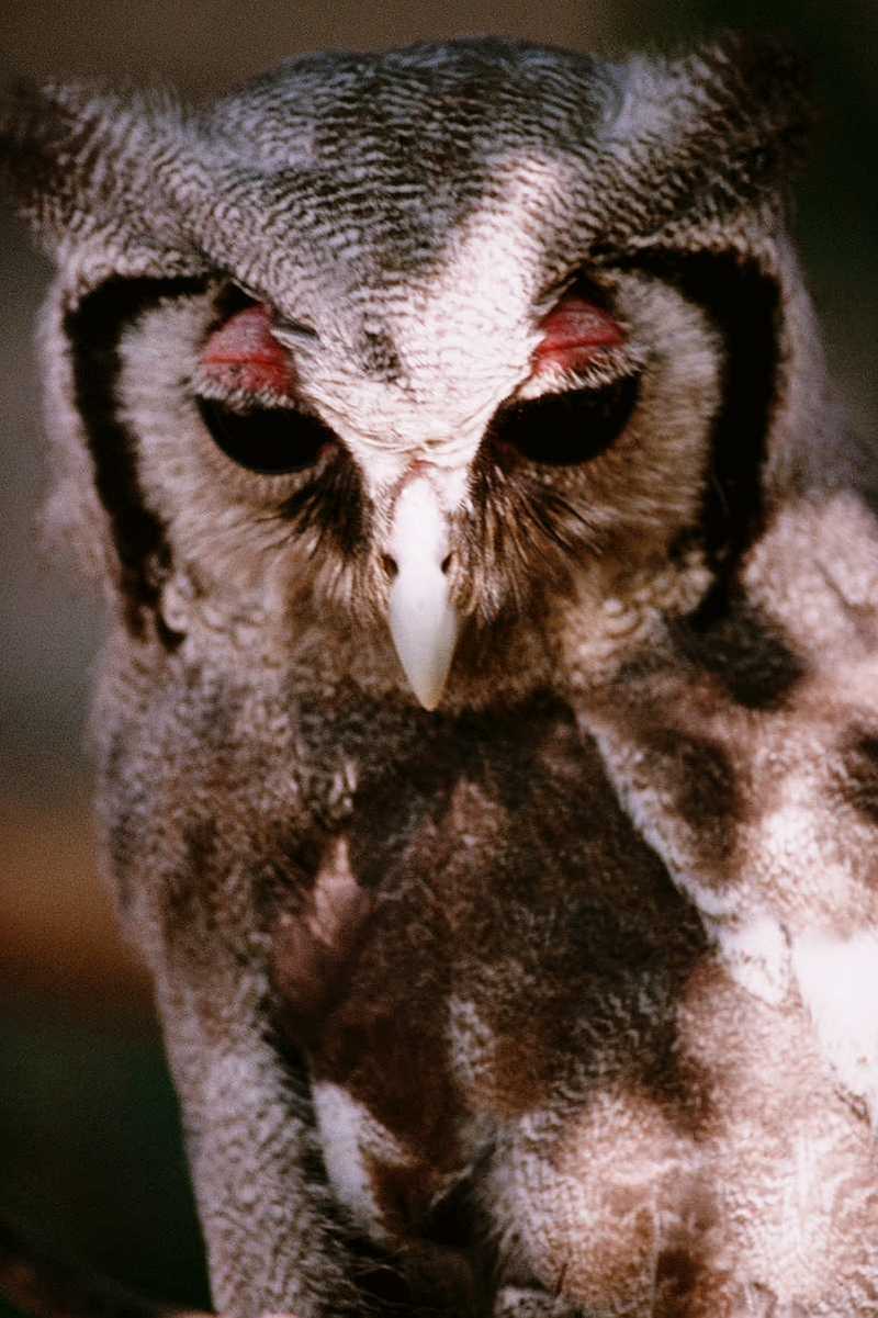 OWL - abb50122.jpg --> Verreaux's Eagle-Owl (Bubo lacteus); DISPLAY FULL IMAGE.