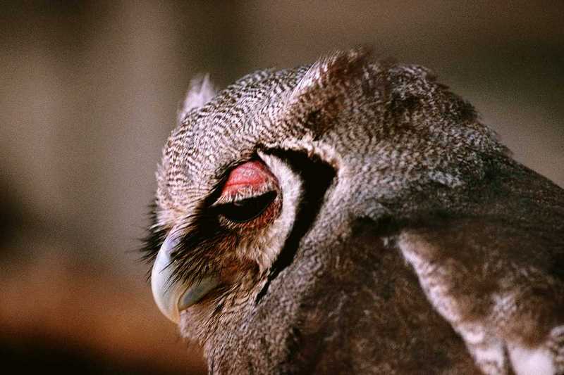 Identify this OWL - abb50123.jpg [1/1]; DISPLAY FULL IMAGE.