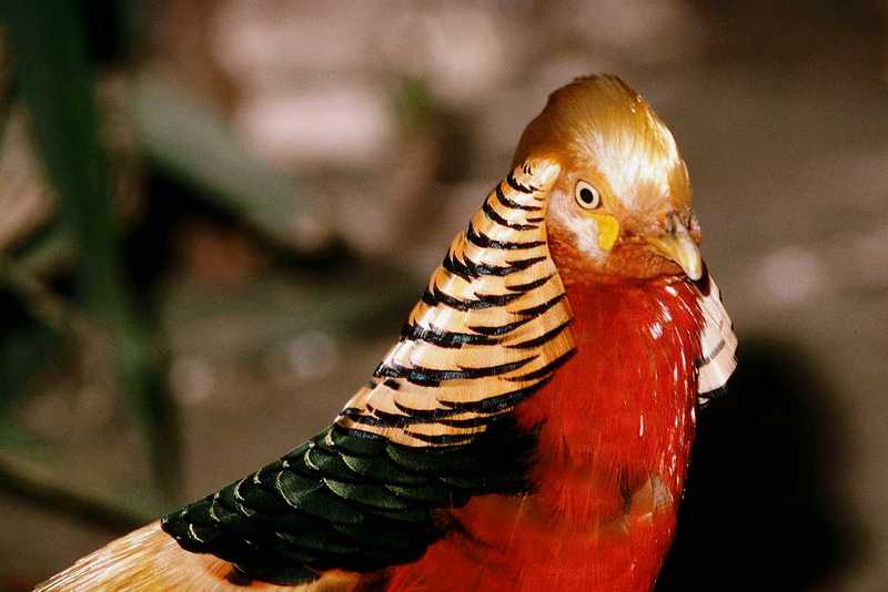 Golden Pheasant - abc50105.jpg [1/1]; DISPLAY FULL IMAGE.