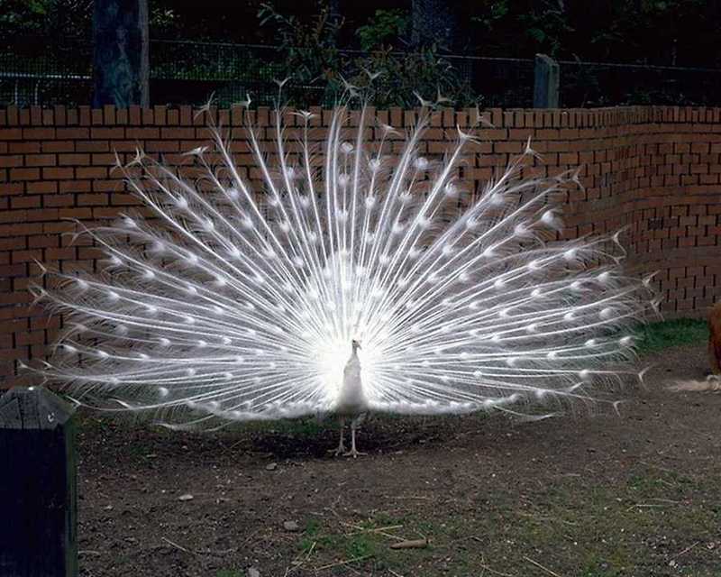 White Peacock - abd50028.jpg - Indian peafowl (Pavo cristatus); DISPLAY FULL IMAGE.