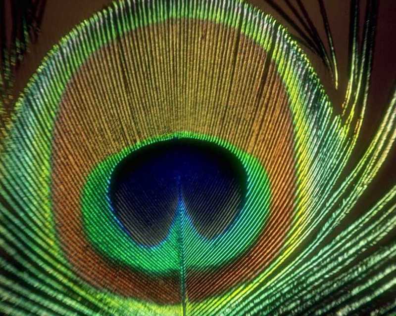 Peacock Feather - abd50031.jpg - blue peafowl (Pavo cristatus); DISPLAY FULL IMAGE.
