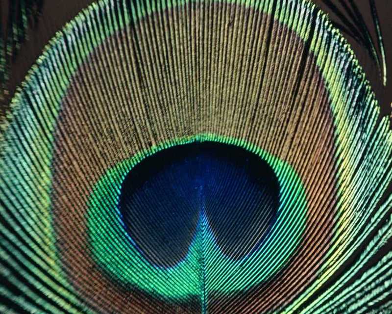 Peacock Feather - abd50032.jpg - blue peafowl (Pavo cristatus); DISPLAY FULL IMAGE.