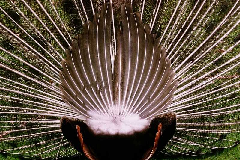 Blue Peacock - abd50037.jpg - Indian peafowl (Pavo cristatus); DISPLAY FULL IMAGE.