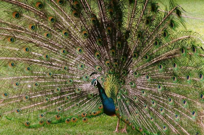 Blue Peacock - abd50038.jpg - Indian peafowl (Pavo cristatus); DISPLAY FULL IMAGE.