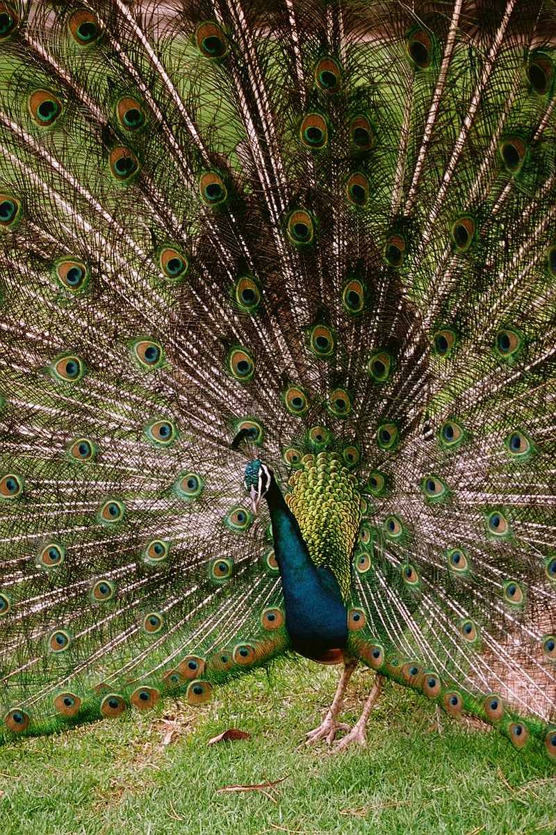 Blue Peacock - abd50039.jpg - Indian peafowl (Pavo cristatus); DISPLAY FULL IMAGE.