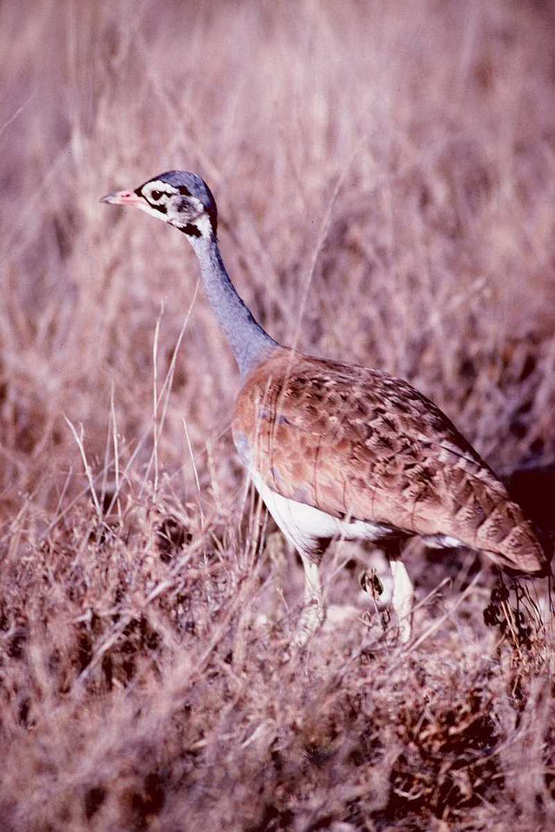 Kori Bustard (?) - abf50019.jpg -- White-bellied Bustard (Eupodotis senegalensis); DISPLAY FULL IMAGE.