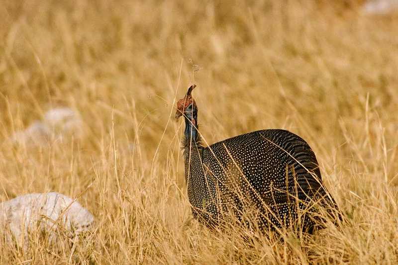 Helmeted Guineafowl - abh50080.jpg [1/1]; DISPLAY FULL IMAGE.