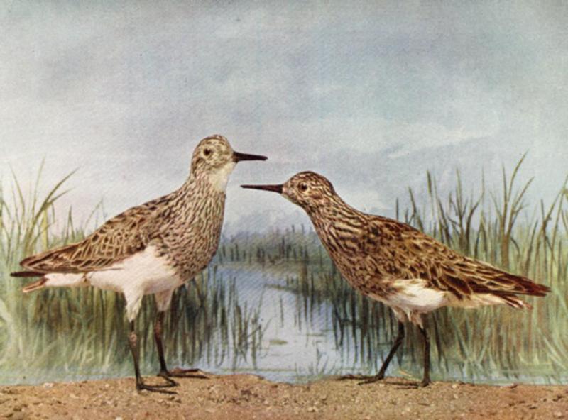 Buff-breasted Sandpipers (?) - abj50105.jpg [1/1]; DISPLAY FULL IMAGE.