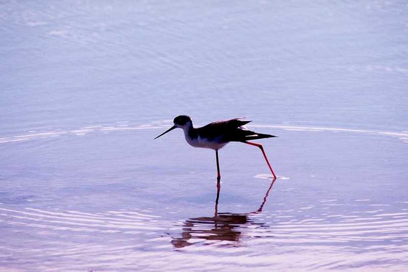 Black-winged Stilt (?) - abj50139.jpg [1/1]; DISPLAY FULL IMAGE.