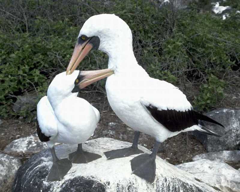 Masked Boobies; DISPLAY FULL IMAGE.