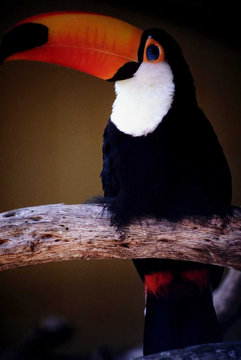 Toco Toucan; DISPLAY FULL IMAGE.