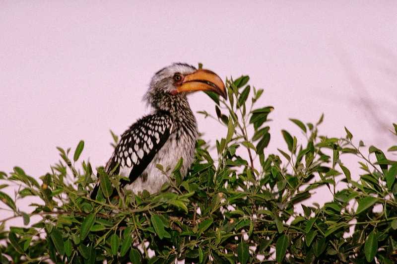 African Hornbill (2)  --> Southern Yellow-billed Hornbill; DISPLAY FULL IMAGE.