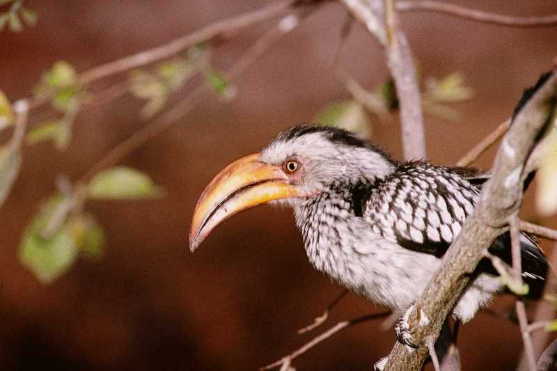 African Hornbill (3) --> Southern Yellow-billed Hornbill; DISPLAY FULL IMAGE.