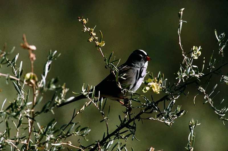 White-crowned Sparrow(?) - abo50327.jpg [1/1]; DISPLAY FULL IMAGE.