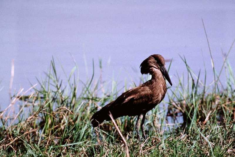 Hammerkop - abo50329.jpg [1/1]; DISPLAY FULL IMAGE.