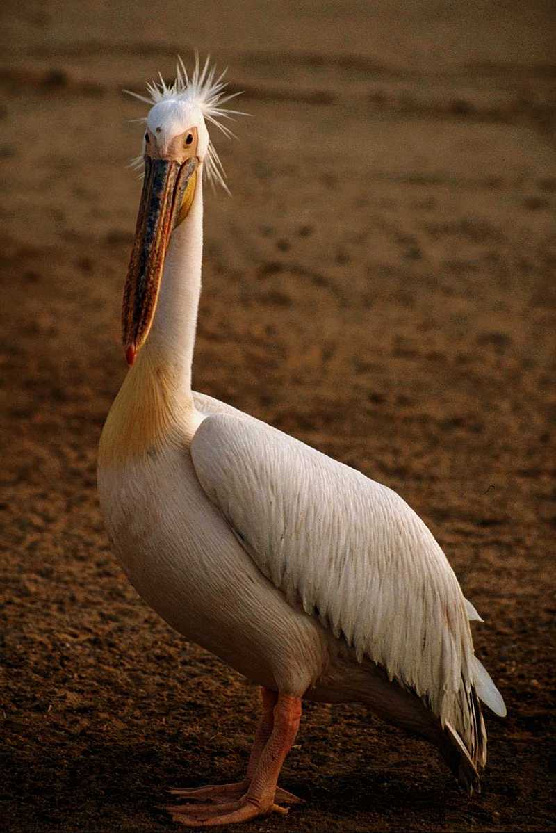 White Pelicans (2 images); DISPLAY FULL IMAGE.