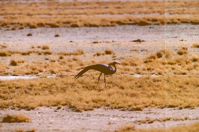 Blue Crane (?) - abo50340.jpg; DISPLAY FULL IMAGE.