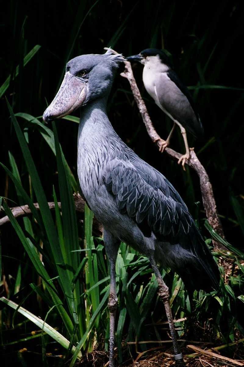 Shoebill Stork and Black-crowned Night Heron; DISPLAY FULL IMAGE.