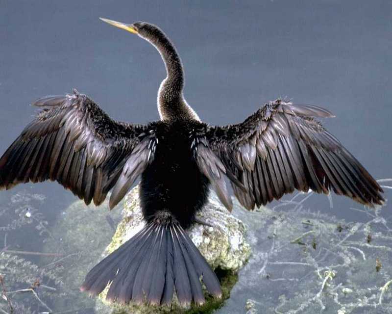Anhinga - Open Wings On Rock; DISPLAY FULL IMAGE.
