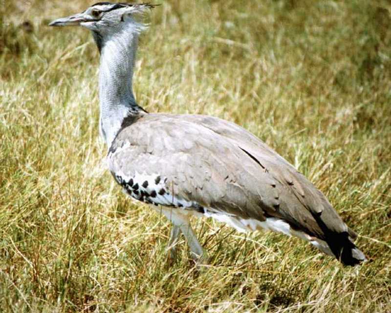Kori Bustard - abo50360.jpg [1/1]; DISPLAY FULL IMAGE.