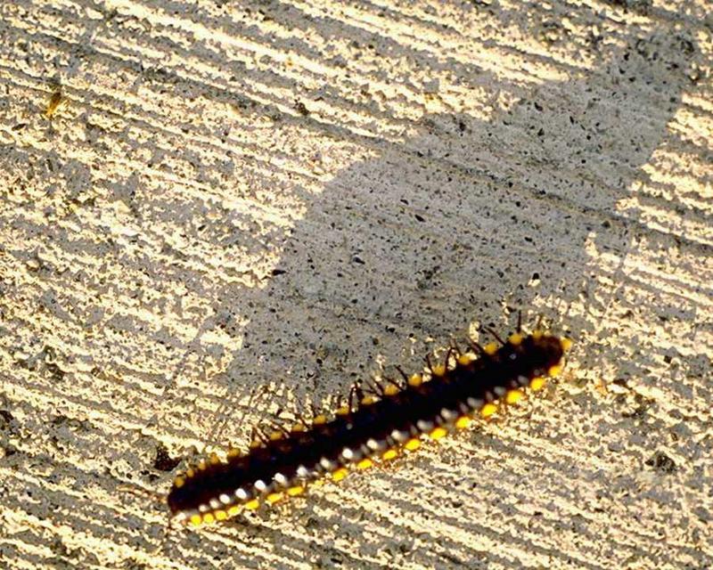 Millipede; DISPLAY FULL IMAGE.