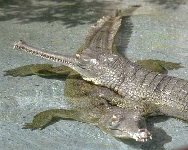 [PIC] Gavials : Gharial (Gavialis gangeticus); DISPLAY FULL IMAGE.