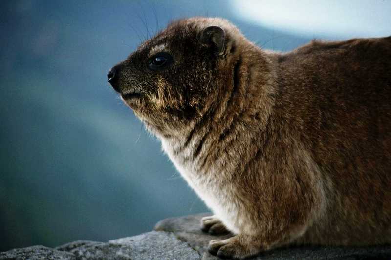 Rock Hyrax; DISPLAY FULL IMAGE.