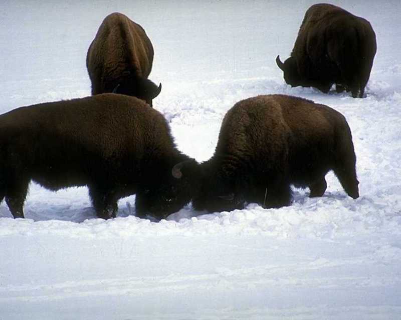American Bison Flood 12; DISPLAY FULL IMAGE.
