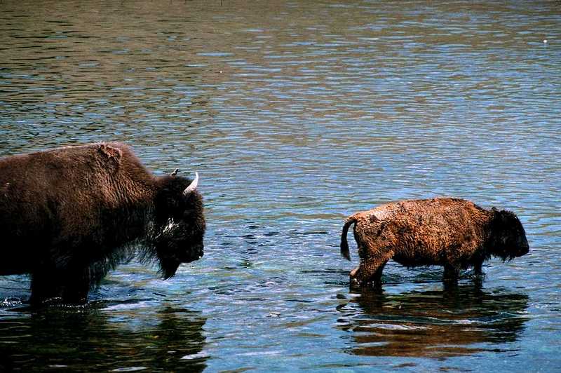 American Bison Flood 13; DISPLAY FULL IMAGE.