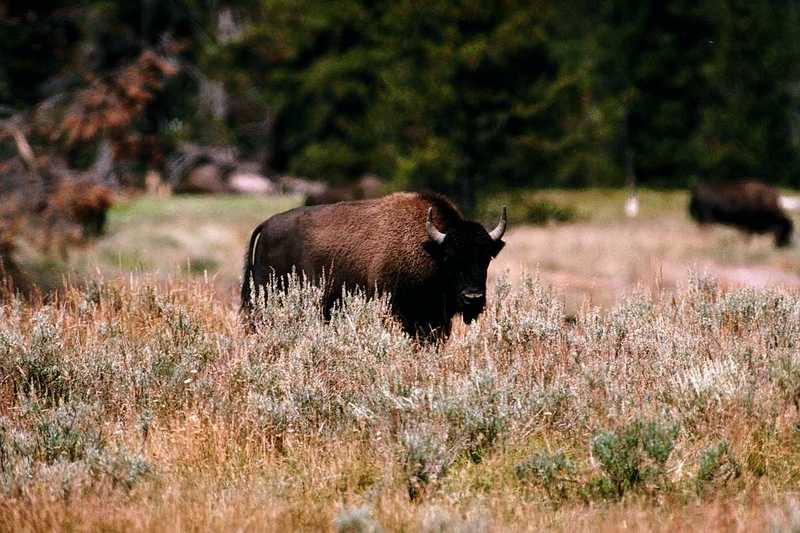 American Bison Flood 14; DISPLAY FULL IMAGE.