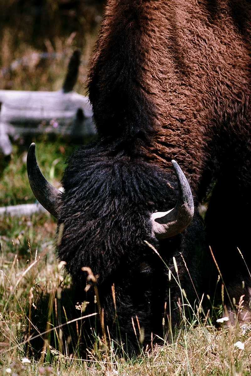 American Bison Flood 15 (Final); DISPLAY FULL IMAGE.