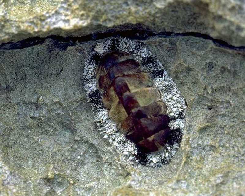 [IMG] Marine Animal - Chiton {!--군부류-->; DISPLAY FULL IMAGE.