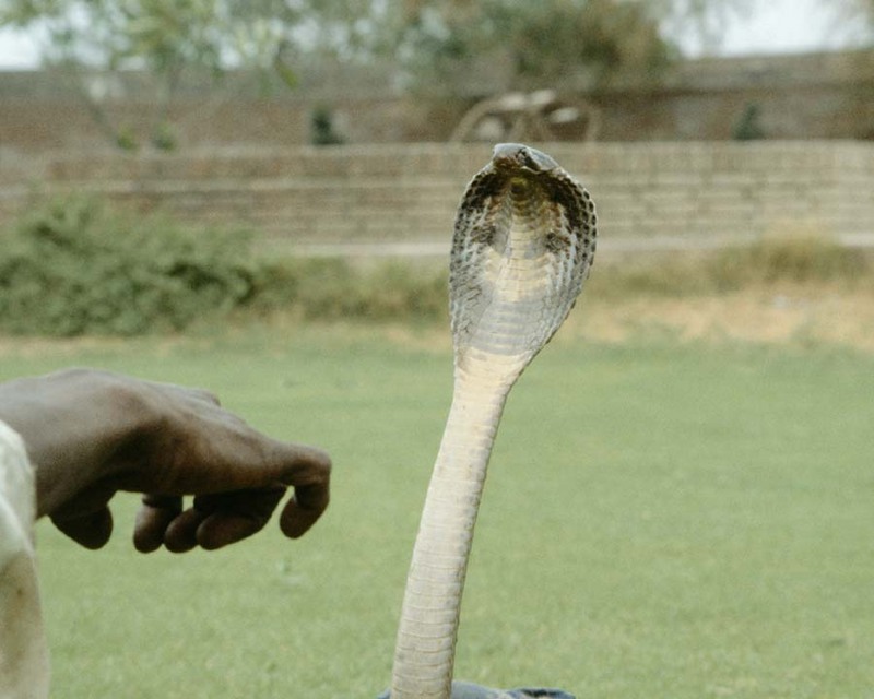 Indian Cobra; DISPLAY FULL IMAGE.