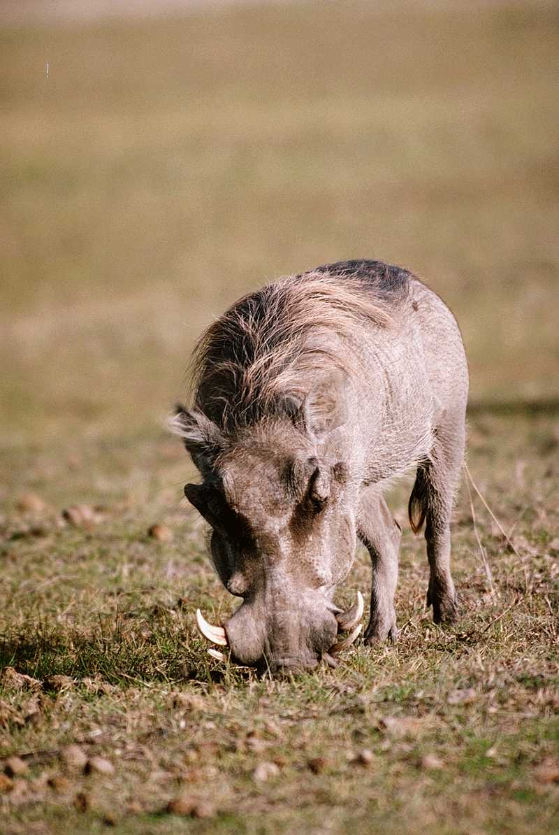 Warthog (2); DISPLAY FULL IMAGE.