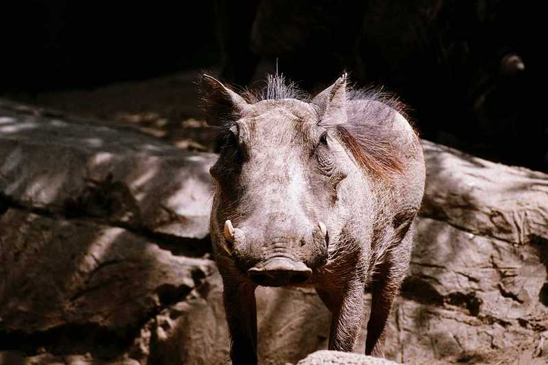 Warthog (3); DISPLAY FULL IMAGE.