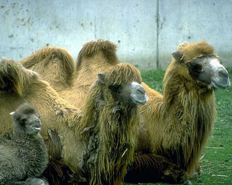 Bactrian Camel 1 [1/1]; DISPLAY FULL IMAGE.
