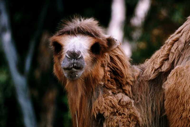 Bactrian Camel 2 [1/1]; DISPLAY FULL IMAGE.