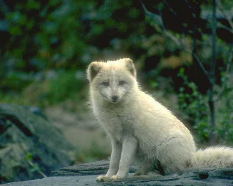 Arctic Fox sitting on rock; DISPLAY FULL IMAGE.