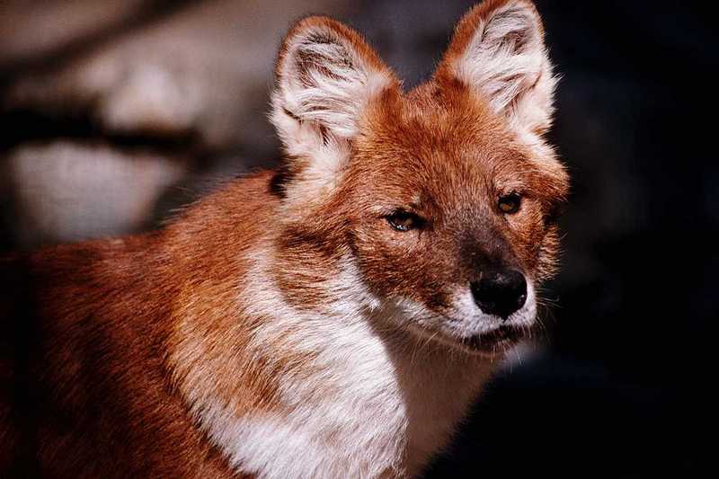 Asian wild dog - Dhole (Cuon alpinus); DISPLAY FULL IMAGE.