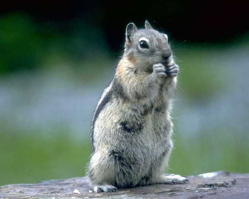 Antelope Ground Squirrel (Ammospermophilus spp.); DISPLAY FULL IMAGE.