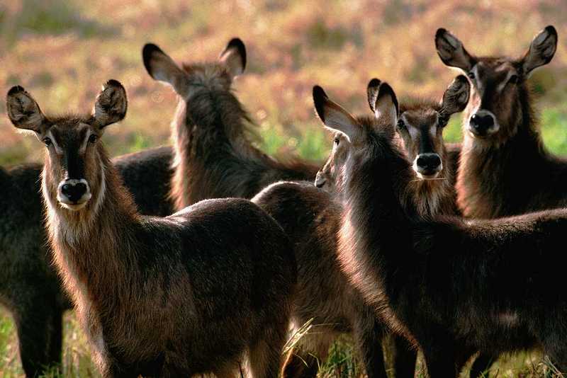 Identify this animal - aee50322.jpg -- Waterbucks -- waterbuck (Kobus ellipsiprymnus); DISPLAY FULL IMAGE.