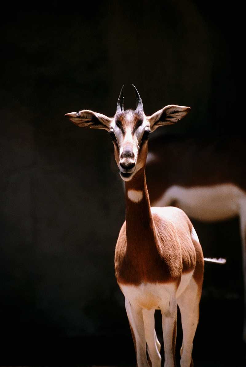 Identify this ANTELOPE - aee50325.jpg -- Dama Gazelle; DISPLAY FULL IMAGE.